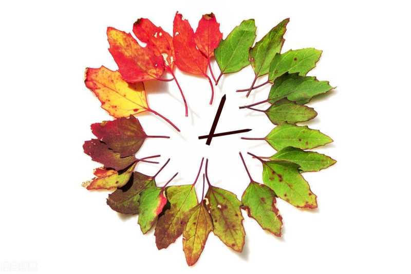 树的年轮(为什么树木会形成一圈一圈的年轮?)