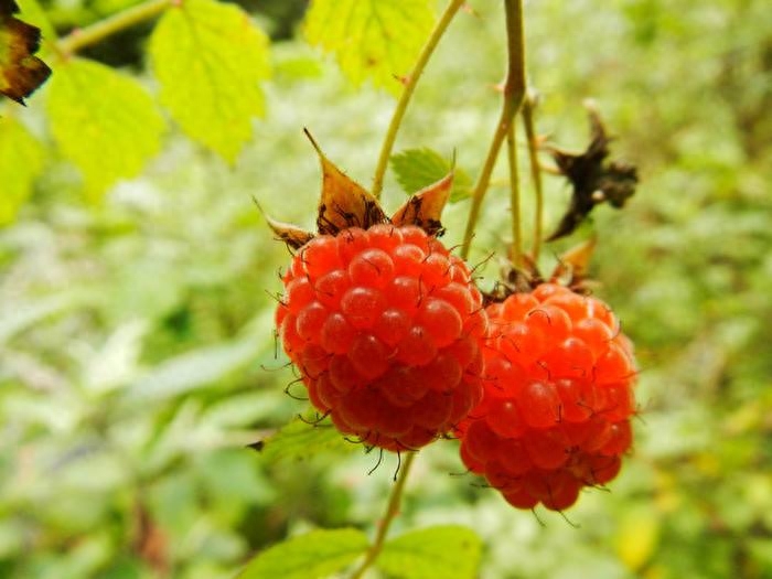 农村都爱吃的“野味儿”——刺泡儿,你吃过吗?