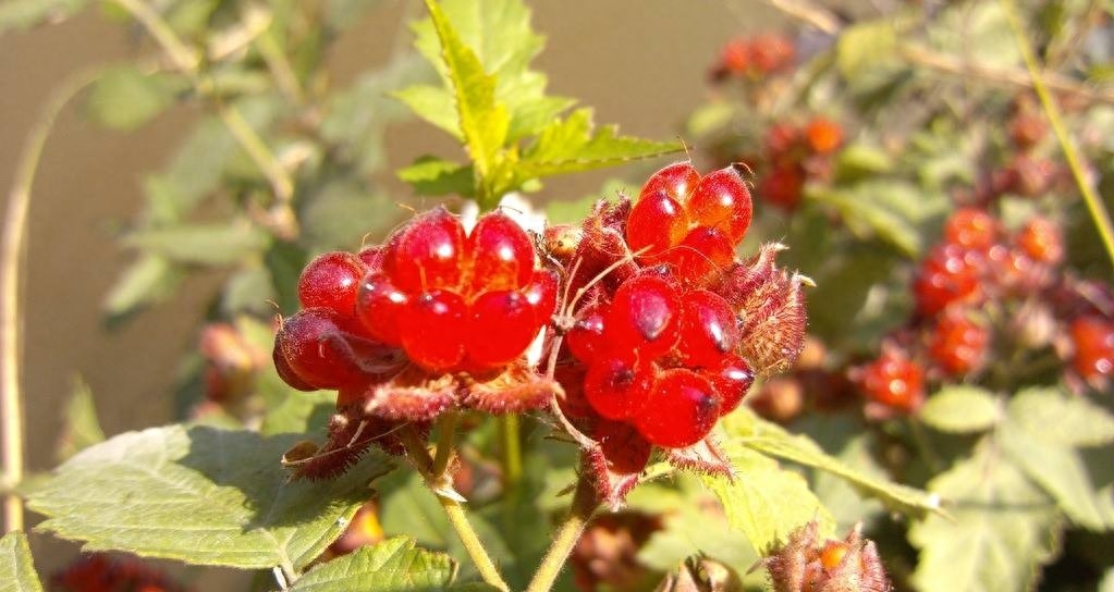 农村都爱吃的“野味儿”——刺泡儿,你吃过吗?