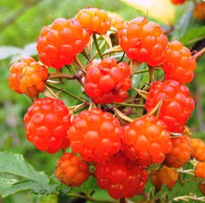 农村都爱吃的“野味儿”——刺泡儿,你吃过吗?