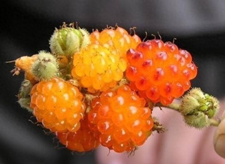 农村都爱吃的“野味儿”——刺泡儿,你吃过吗?