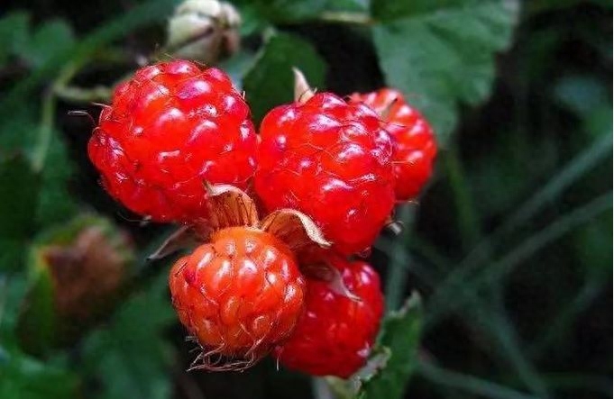 农村都爱吃的“野味儿”——刺泡儿,你吃过吗?