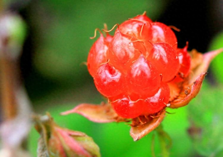 农村都爱吃的“野味儿”——刺泡儿,你吃过吗?