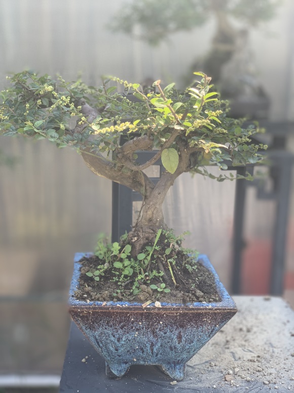 雀梅盆景已经开花啦，生长旺季