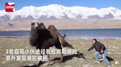 ​骆驼被铁丝缠脚，被三名自驾小伙解救后长鸣感谢 网友：万物皆有灵