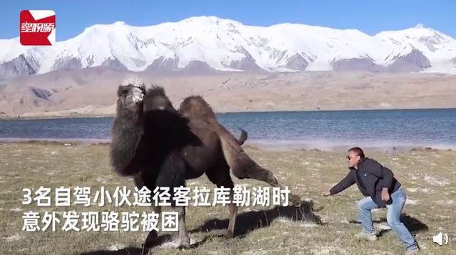 骆驼被铁丝缠脚,被三名自驾小伙解救后长鸣感谢 网友:万物皆有灵-