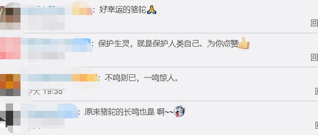 骆驼被铁丝缠脚,被三名自驾小伙解救后长鸣感谢 网友:万物皆有灵-