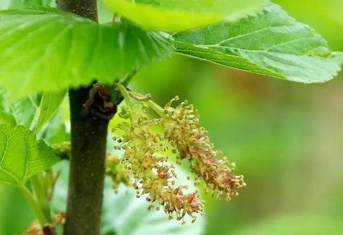 桑梓指什么代称的含义