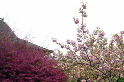 ​坐看庭前花开花落什么意思