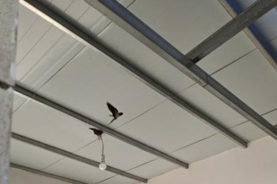 ​燕衔泥什么意思