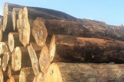 ​科特迪瓦出产什么木材