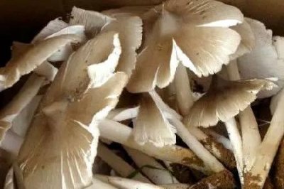 ​桑树下长的蘑菇叫什么