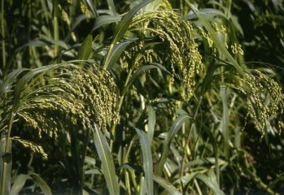 ​黍菽稷分别是什么意思