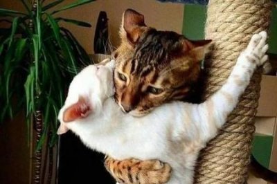 ​女生说齁死你是什么意思