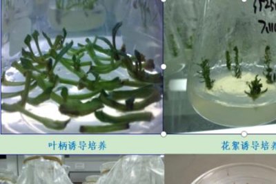 ​生物育种是什么