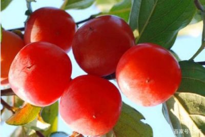 ​柿子是什么季节的