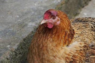 ​母鸡是一种什么动物