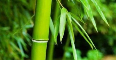 ​竹子开花节节高是什么意思