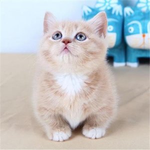 ​曼基康猫的优点和缺点各是什么