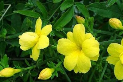 ​迎春花的特点和形状是什么