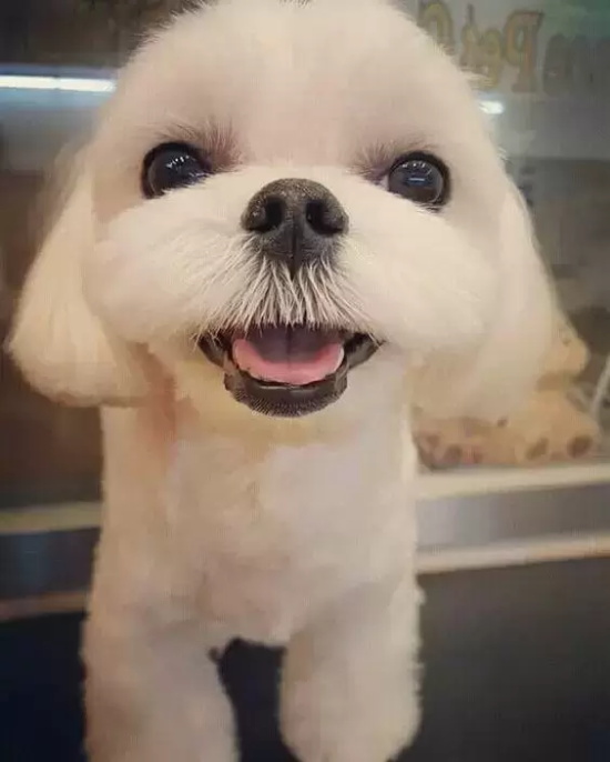 blackpink金智秀是谁(blackpink jisoo照片)