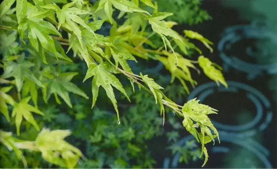 1994年有哪些好看的电影(盘点影史最强1994年电影佳作TOP10)