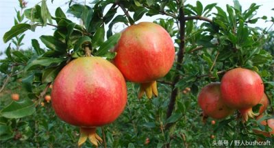 ​吃石榴有哪些好处和功效（儿时爱吃的石榴，竟然有你意想不到的功效）