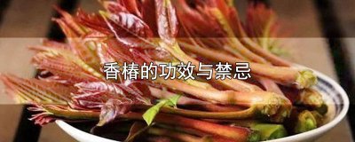 香椿的营养价值及功效与禁忌是什么 香椿的营养价值及功效与禁忌图片