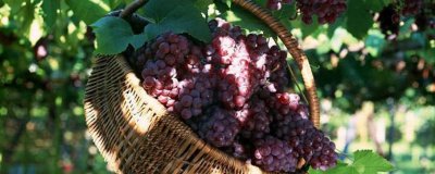 ​怎么用葡萄皮染衣服 衣服上染上葡萄怎么办