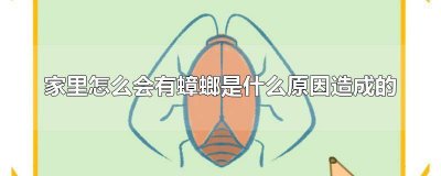 ​为什么家里会出现蟑螂 家里为什么会出现蟑螂呢