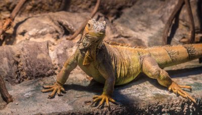 ​松果蜥大概多少钱 麻蜥有毒吗