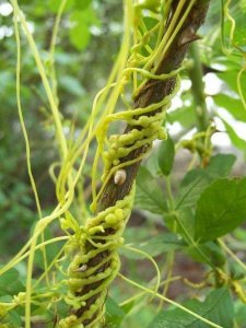 ​黄金藤长什么样子(黄金藤)