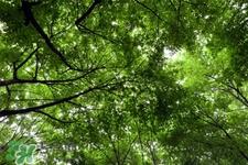 倒春寒要注意什么?倒春寒来袭的注意事项 倒春寒要注意什么?倒春寒来袭的注意事项