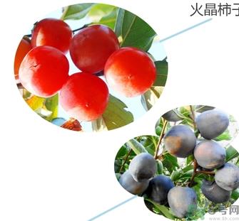 黑柿的营养价值及功效 黑柿怎么吃? 黑柿的营养价值及功效 黑柿怎么吃?