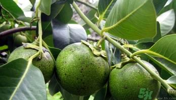 黑柿的营养价值及功效 黑柿怎么吃? 黑柿的营养价值及功效 黑柿怎么吃?