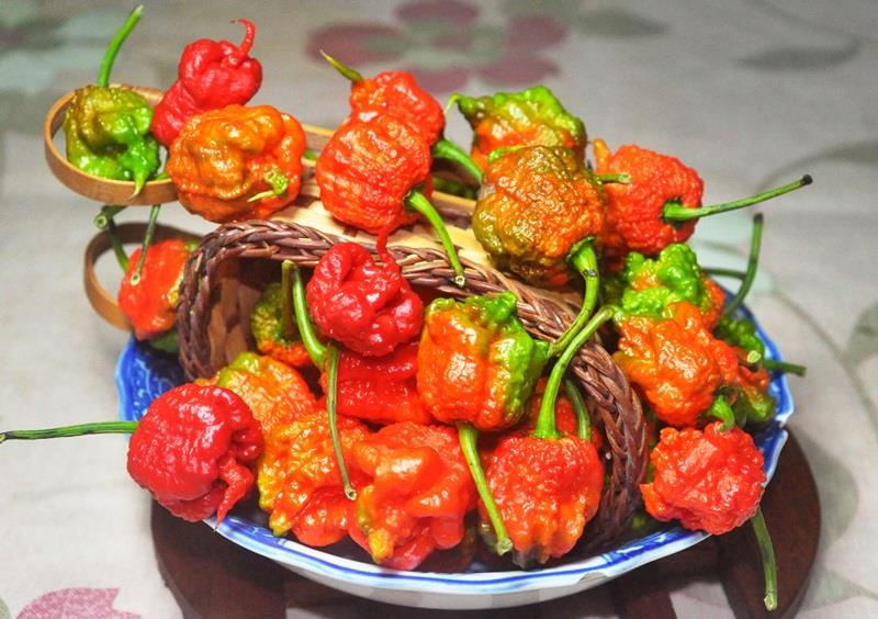 辣椒有几种品种图片 辣椒的种类及图片介绍 辣椒有几种品种图片 辣椒的种类及图片介绍