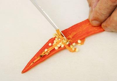 辣椒有几种品种图片 辣椒的种类及图片介绍 辣椒有几种品种图片 辣椒的种类及图片介绍