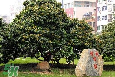 挂绿荔枝为什么这么出名?挂绿荔枝的由来和传说 挂绿荔枝为什么这么出名?挂绿荔枝的由来和传说