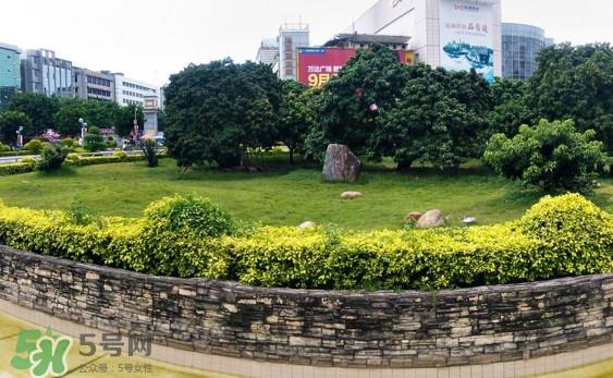 挂绿荔枝为什么这么出名?挂绿荔枝的由来和传说 挂绿荔枝为什么这么出名?挂绿荔枝的由来和传说