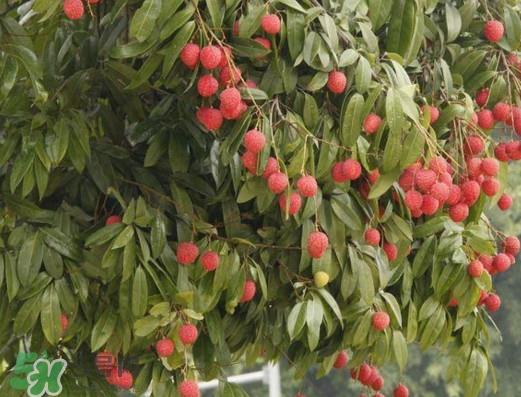 挂绿荔枝为什么这么出名?挂绿荔枝的由来和传说 挂绿荔枝为什么这么出名?挂绿荔枝的由来和传说