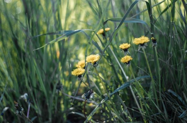 喝蒲公英茶的好处和坏处 喝蒲公英茶有什么好处 喝蒲公英茶的好处和坏处 喝蒲公英茶有什么好处