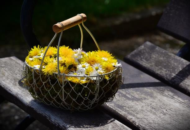 喝蒲公英茶的好处和坏处 喝蒲公英茶有什么好处 喝蒲公英茶的好处和坏处 喝蒲公英茶有什么好处