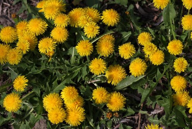 喝蒲公英茶的好处和坏处 喝蒲公英茶有什么好处 喝蒲公英茶的好处和坏处 喝蒲公英茶有什么好处