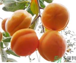 硬柿子不能和什么一起吃?吃硬柿子不能吃什么? 硬柿子不能和什么一起吃?吃硬柿子不能吃什么?