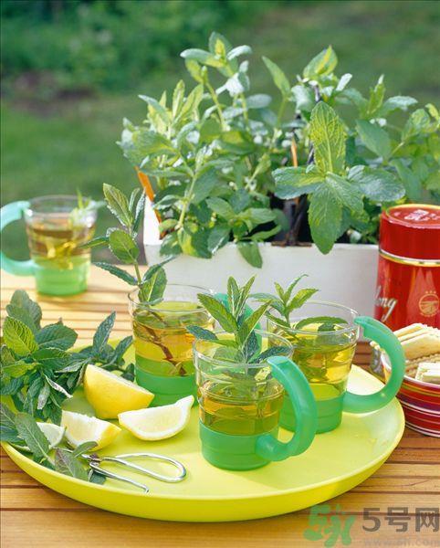 天竺葵有驱蚊作用吗?什么植物能驱蚊子? 天竺葵有驱蚊作用吗?什么植物能驱蚊子?