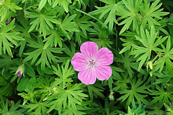 天竺葵有驱蚊作用吗?什么植物能驱蚊子? 天竺葵有驱蚊作用吗?什么植物能驱蚊子?