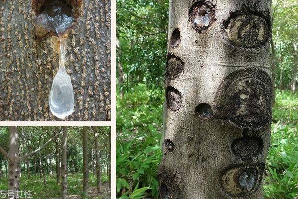 雪燕产地哪里的最好 全球最优秀3大产地 雪燕产地哪里的最好 全球最优秀3大产地