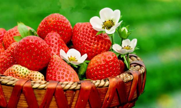 吃草莓减肥还是发胖 吃草莓会长胖吗 吃草莓减肥还是发胖 吃草莓会长胖吗