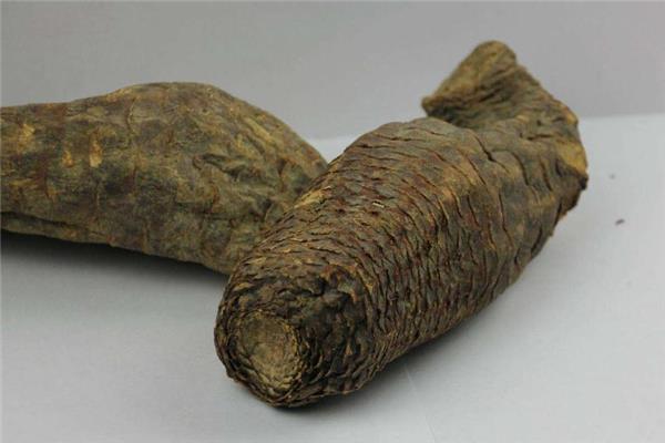 肉苁蓉怎么保存 注意保持干燥 肉苁蓉怎么保存 注意保持干燥