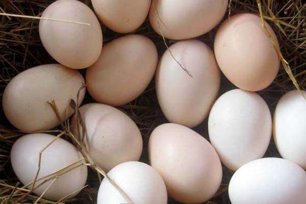 土鸡蛋多少钱一个 土鸡蛋的作用 土鸡蛋多少钱一个 土鸡蛋的作用
